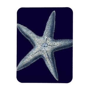 Íman Indigo Shells IV