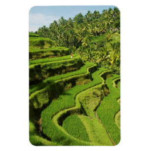 Íman Indonésia, Bali   Campos de Arroz