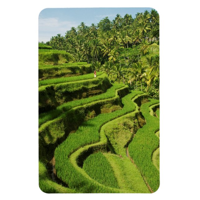 Íman Indonésia, Bali | Campos de Arroz (Vertical)