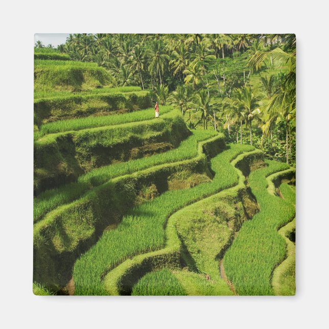 Íman Indonésia, Bali | Paddies De Arroz (Frente)