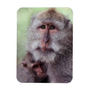 Íman Indonésia, Bali, Ubud, Macaco-de-cauda-longa