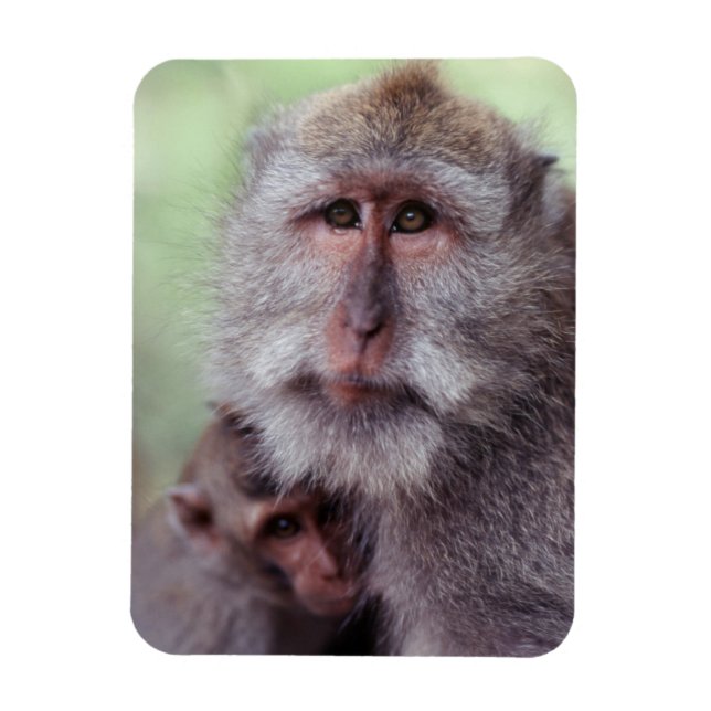 Íman Indonésia, Bali, Ubud, Macaco-de-cauda-longa (Vertical)