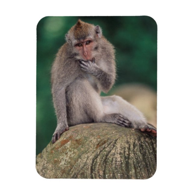 Íman Indonésia, Bali, Ubud, Macaco-de-cauda-longa (Vertical)