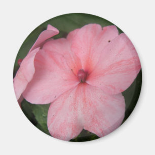 Íman Influência da Flor, Cor-de-Rosa Pálida