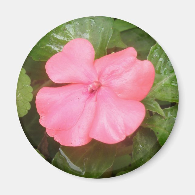 Íman Influência do Inverso Rosa (Frente)