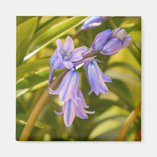 Íman Inglês Bluebells Magnet