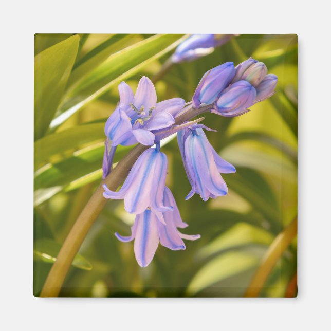 Íman Inglês Bluebells Magnet (Frente)