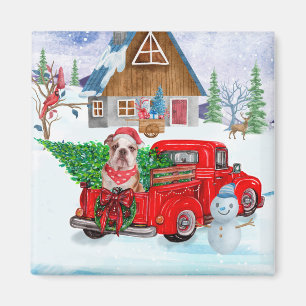 Íman Inglês Buldogue No Parto De Natal