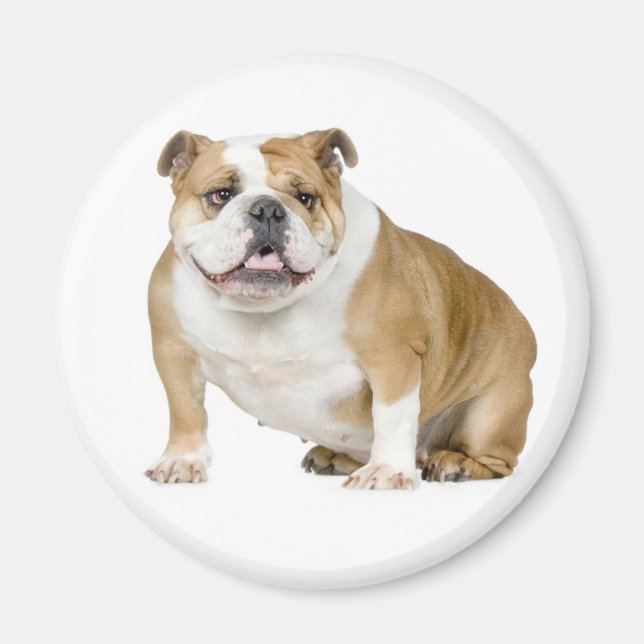 Íman Inglês Buldogue Puppy Dog Magnet (Frente)