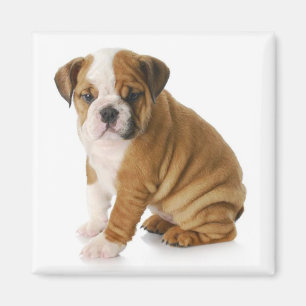 Íman Inglês Bulldog Puppy Dog Magnet