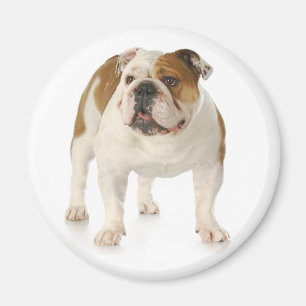 Íman Inglês Bulldog Puppy Dog Magnet