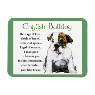 Íman Inglês Bulldog Puppy Heritage of Love