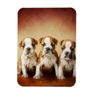 Íman Inglês Cachorros de Bulldog Realmente Bonitos
