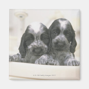 Íman Inglês cocker spaniel