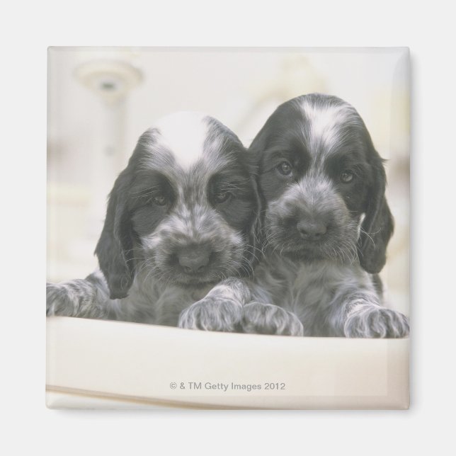 Íman Inglês Cocker Spaniel (Frente)