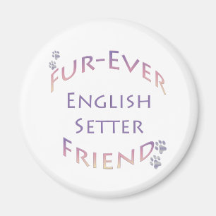 Íman Inglês Setter Fuere