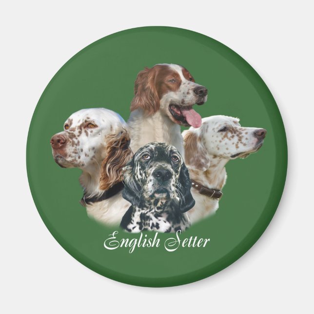 Íman Inglês SetterNão pode ter apenas um ímã (Frente)