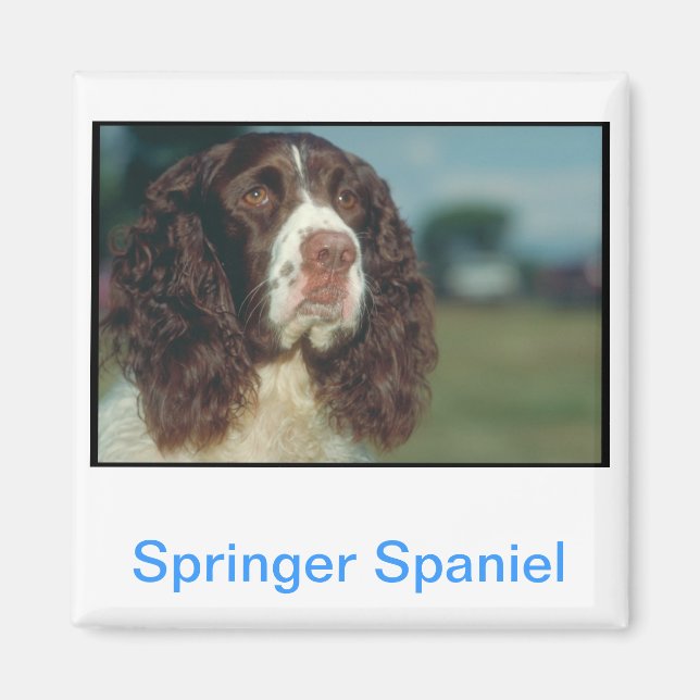 Íman Inglês Springer Spaniel (Frente)