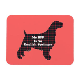 Íman Inglês Springer SPANIEL BFF