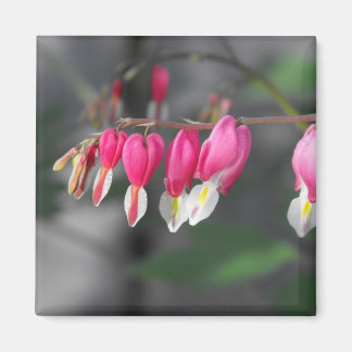 Íman Injeção de Corações