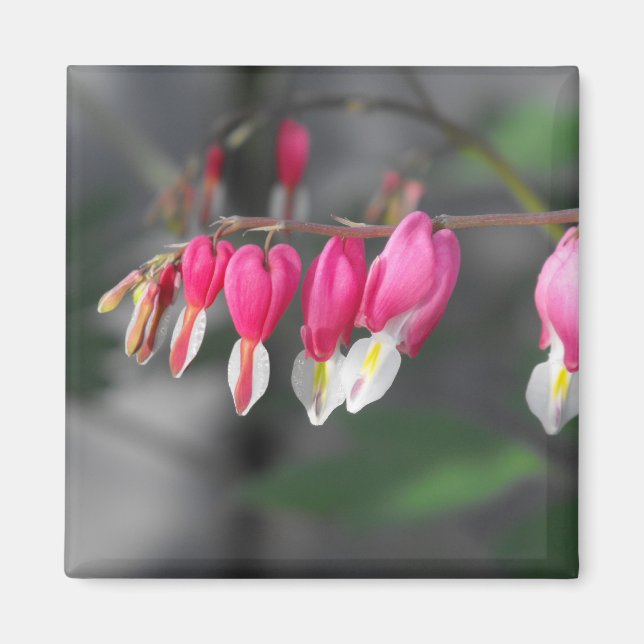 Íman Injeção de Corações (Frente)