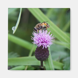 Íman Injetor de mosca