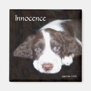 Íman Inocência - amor de filhote de cachorro