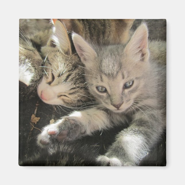 Íman Inoki Kitten (Frente)