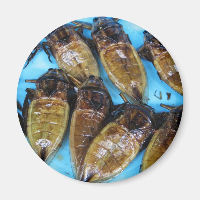 Íman Inseto De Água Gigante Fried (Maeng Daa) ... Comid (Frente)