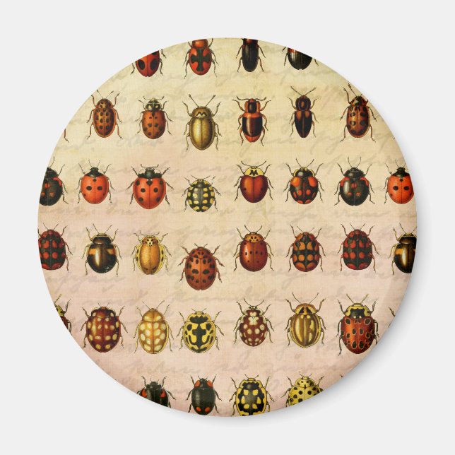 Íman Inseto do Inseto Ladybug Ladybird Beetle (Frente)