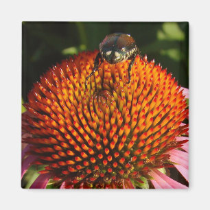 Íman Inseto na Flor