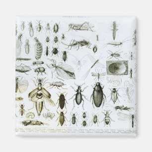 Íman Insetos da entomologia