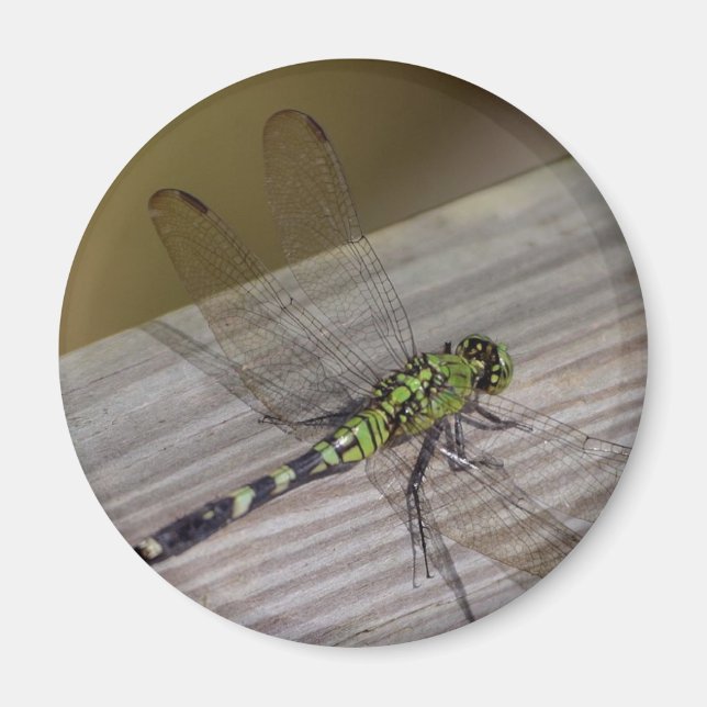 Íman Insett Dragonfly (Frente)