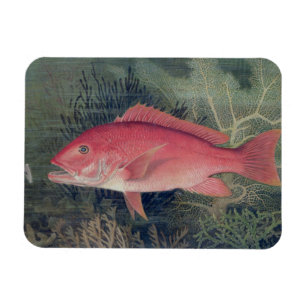 Íman Instantâneo Vermelho, de 'Peixes de Jogo dos Esta