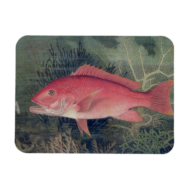 Íman Instantâneo Vermelho, de 'Peixes de Jogo dos Estad (Horizontal)