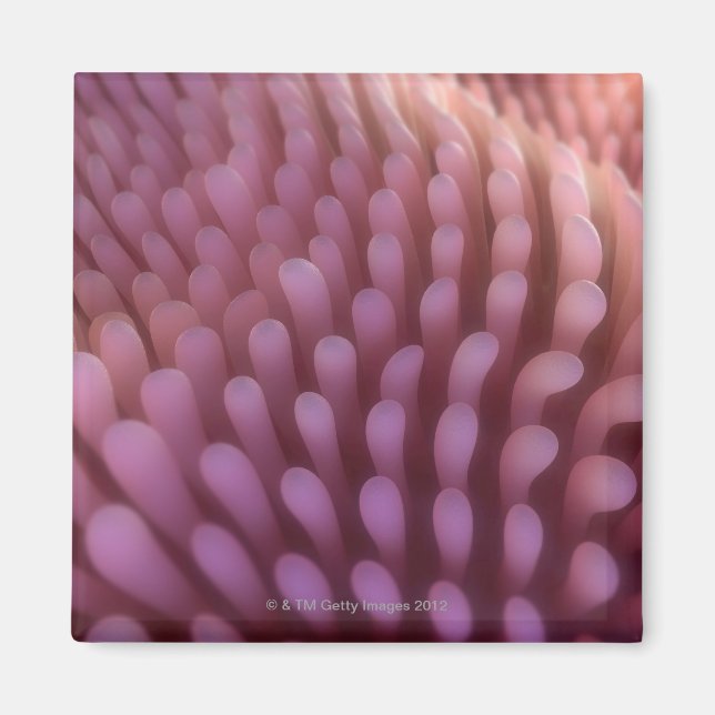 Íman Intestinal Villi (Frente)