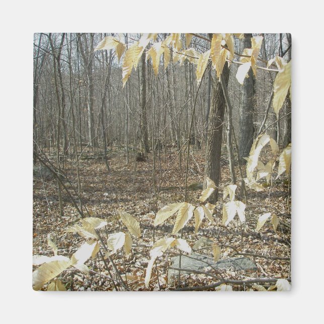 Íman Inverno de Birmanês (Frente)