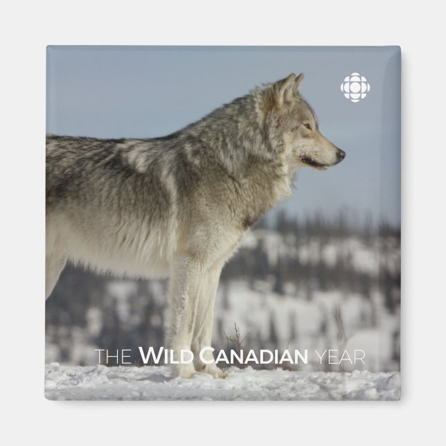 Íman Inverno - Lobo (Frente)