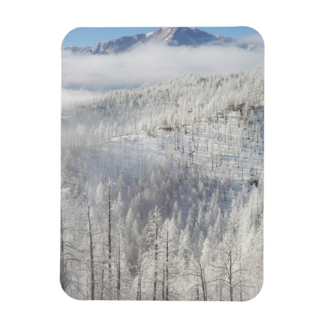 Íman Inverno na Floresta Nacional de Pike (Vertical)