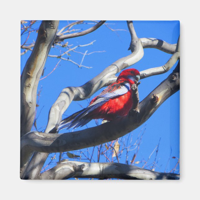 Íman Inverno natural em Canberra (Frente)