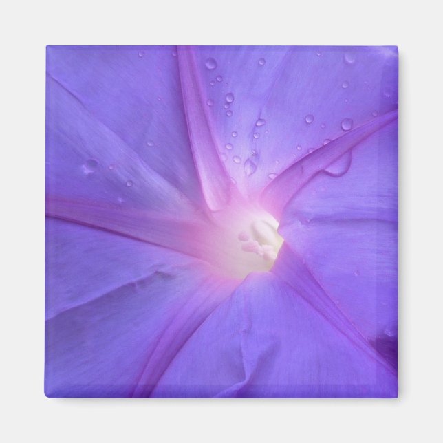 Íman ipomée (Frente)