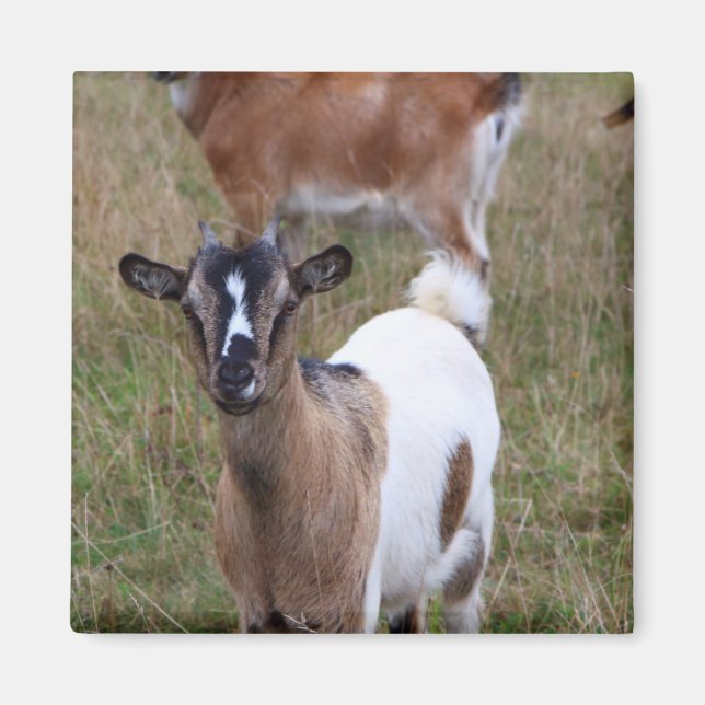 Íman Ir a um campo (Frente)