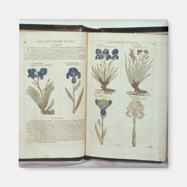 Íman Iris (Frente)