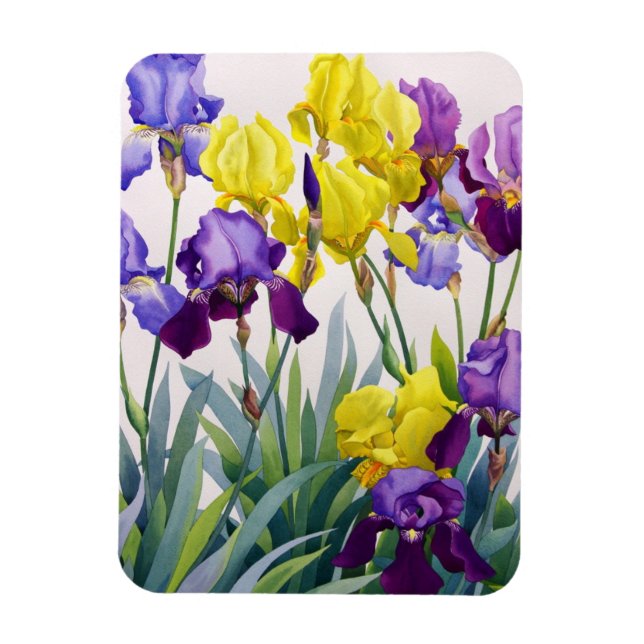 Íman Íris Amarelo e Roxo (Vertical)