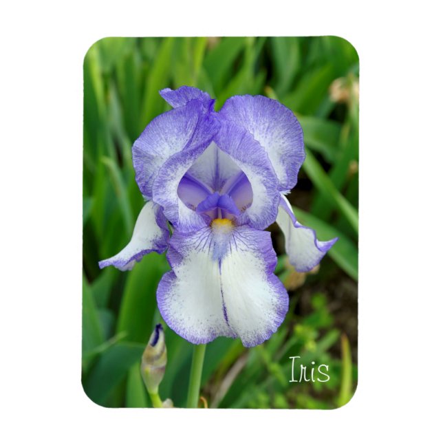 Íman Íris Azul (Vertical)