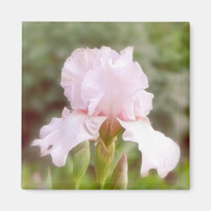 Íman Íris cor-de-rosa - vaidade