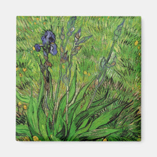 Íman Íris de Vincent van Gogh, Flores de Jardim Antigas