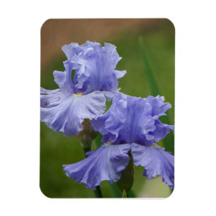 Íman Iris Delight