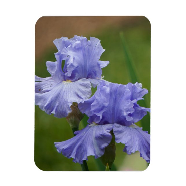 Íman Iris Delight (Vertical)