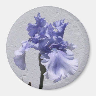 Íman Iris em flor